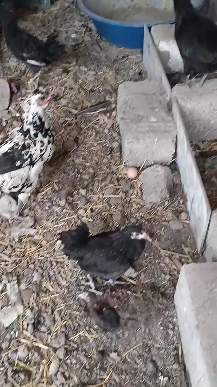 متاح دجاج بياض مع ديجين مع صواصي اصغار واكبار مع بصراويه 

رقم الهاتف ***********
