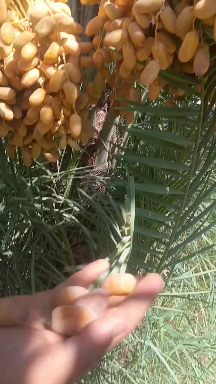 بسم الله الرحمن الرحيم 
يتوفر مجهول بكل الحجام 125 الف كذلك
 يتوفر فسائل بلگه سعر 50 الف فقط 
يتوفر  بريم.  سعر الفسيله 35  الف 
يتوفر ام البلاليز سعر الفسيله 75 الف
يتوفر مكتوم سعر الفسيله 50 الف
ملاحظه يوجد توصيل لجميع محافظات العراق للتواصل الاتصال او واتساب على الارقام الإتيه ***********//***********

