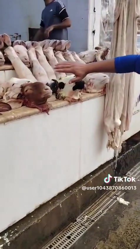 الفلوجه • باجات غنم • كراعين عجل