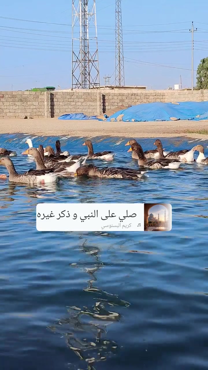 قاز درجة أولى • نظيف • قرية بلاوات