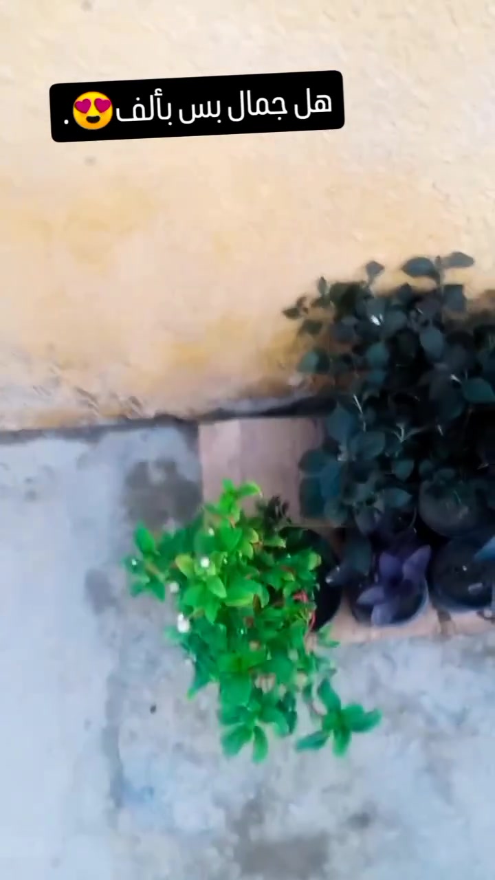 هاي بعض نباتاتنة المتوفرة بمشتلنة💚.

عنوانة: بغداد - التاجي - حي الحسن العسكري - دور الضباط - شارع عصام الحلاق و أبو حسن الجبوري.

للتواصل: *********** واتساب.
أو عبر خاص الصفحة عبر فيسبوك و أنستگرام.
‏
‏يا أهلاً و سهلاً تنورونة بجيتكم❤️🙏🏻.
