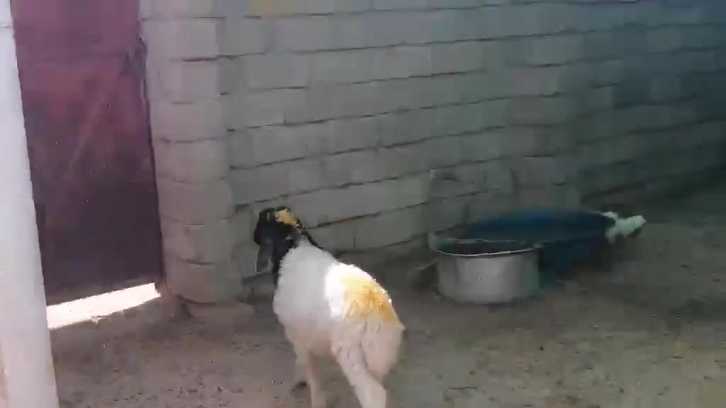 طلي مال ربط شرط نصاحه المكان بيجي الشراي يتصل عل رقم 📱 ***********
