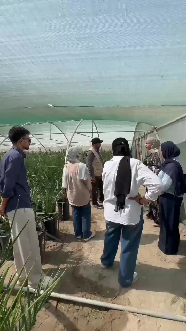 مشتل نخيل • مزارع نيبور • مراحل العمل