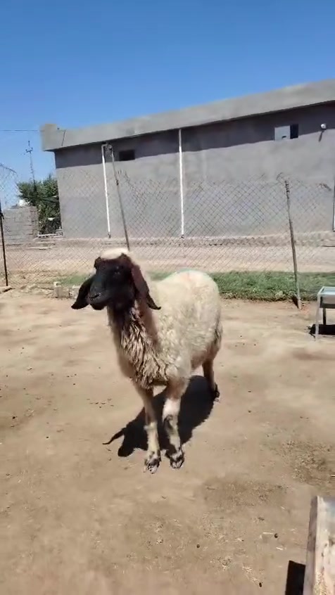 نعجه للبيع بطن وحده العنوان جلولاء قرية جميله ***********
