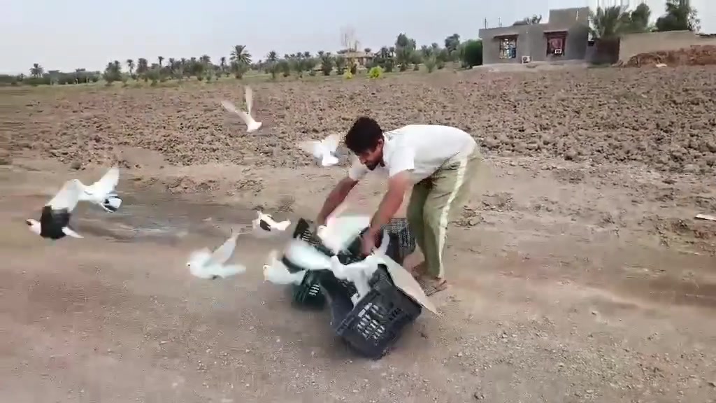 قماري • ٢٠ طير • الحله