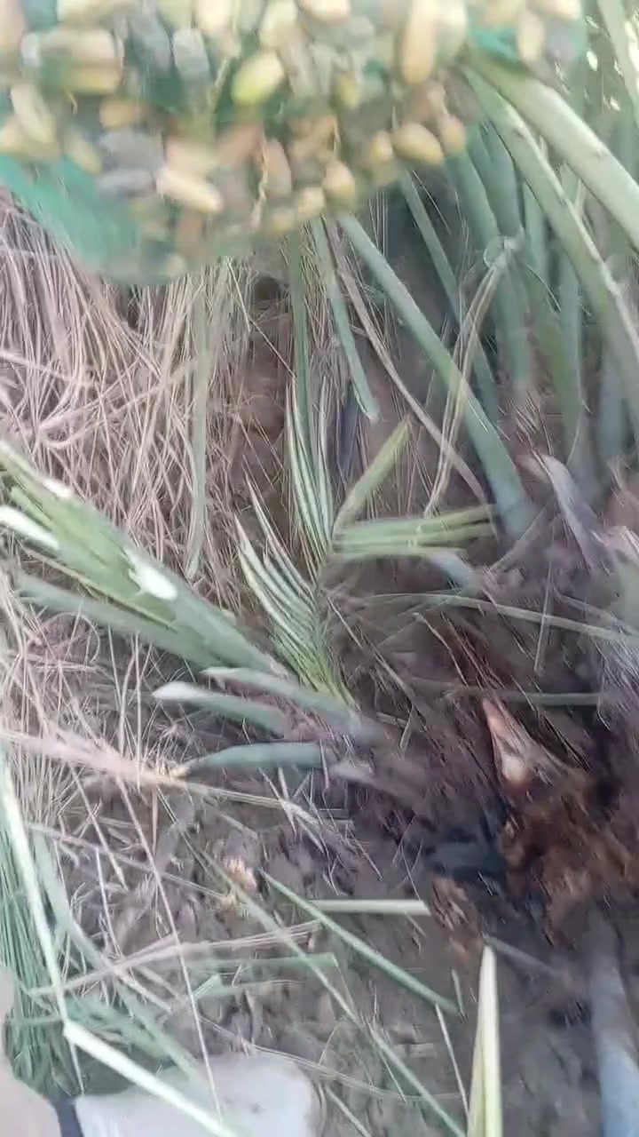 السلام عليكم ورحمة الله وبركاته
يتوفر فسائل الأصناف التاليه
شويثي اصفر ب٦
شكر وخضراوي وزهدي وديري ب٤ مع القلع
سلطاني وعمراني وكنطار
بلكه مجذر وقلع
المكان قريب الرميثه
اليريد يجي خاص اويتصل ***********
ويتوفر توصيل لكافه محافظات العراق
ونتعهد بالصنف لحين الاثمار
ويتوفر وصل ضمان بالصنف تضمن بيه حقك
