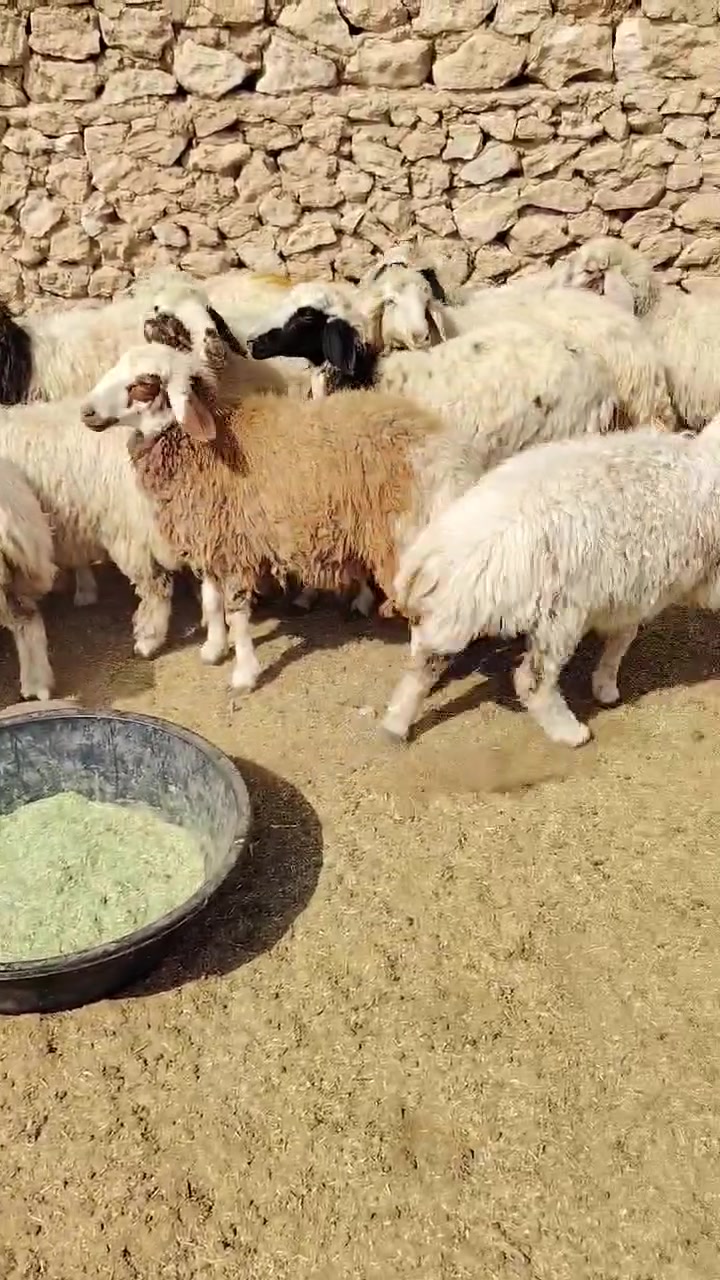 ناحيه الريحانه • ١٣ ثنيه • زوج ٩٠٠