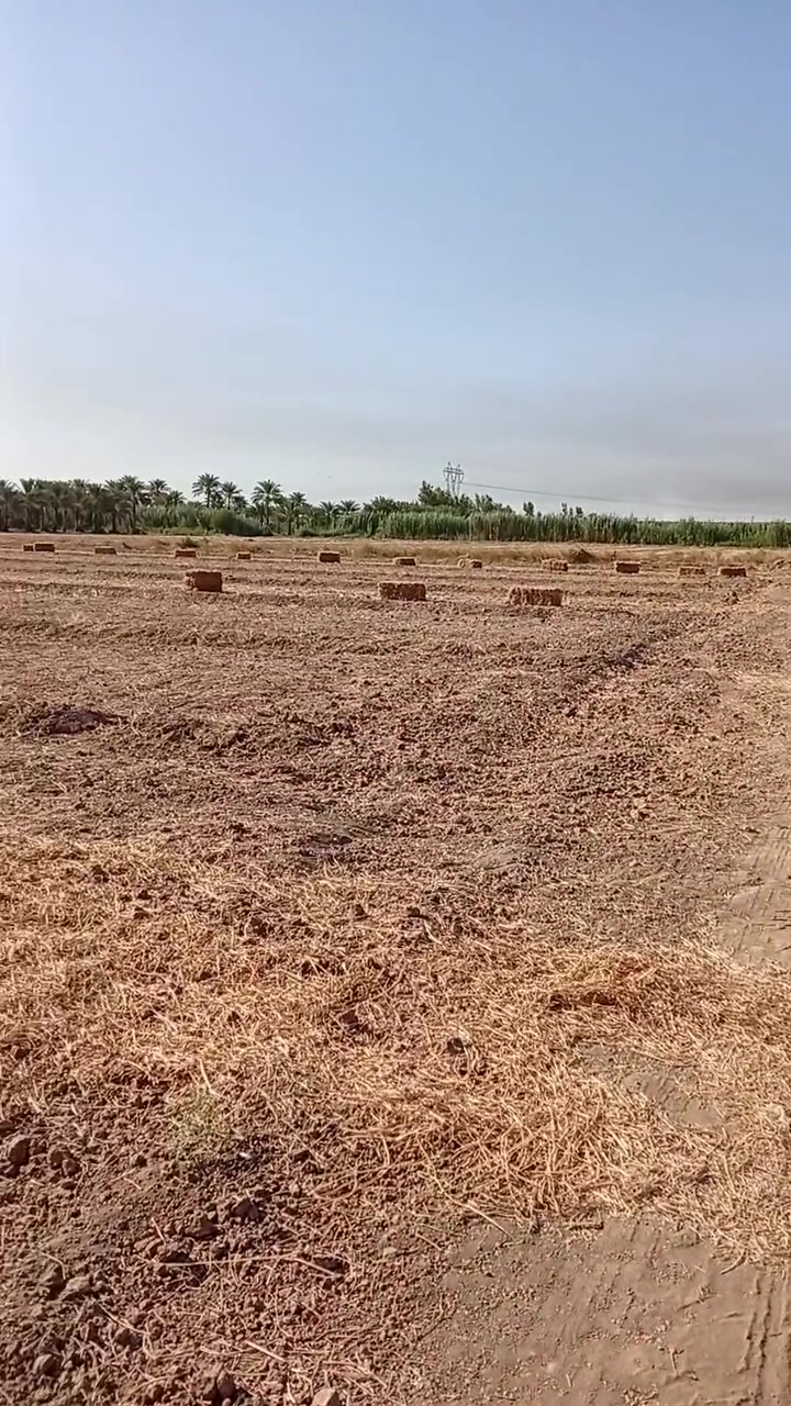 السلام عليكم كبسات برسيمه بس تبن برسيمه نظيفه مابي گصب ولا دغل العدد تقريباً 150.   او اكثر الزوج ب. 4500.     وهذا رقمي وبي واتساب ***********.
