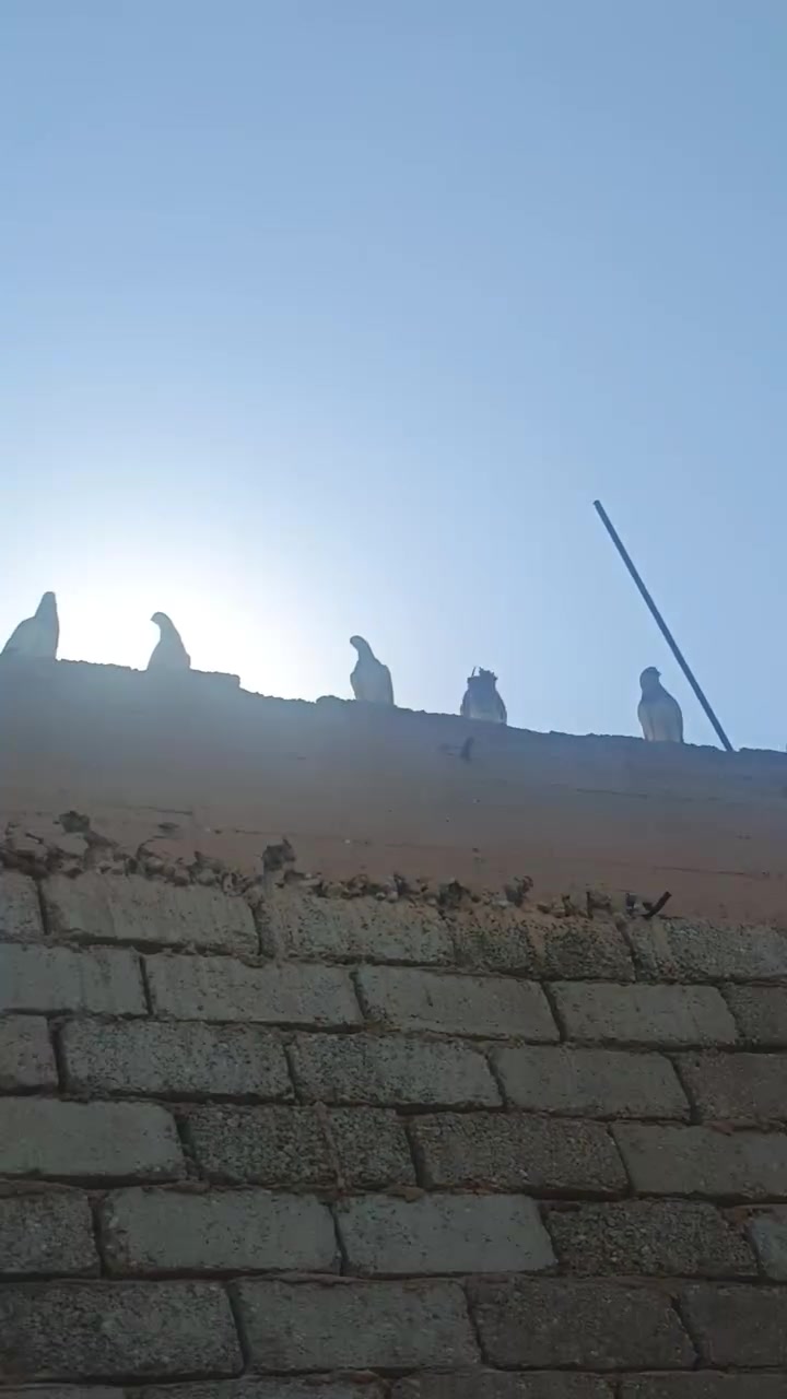 للبيع‏‪***********‬‏ شلع
