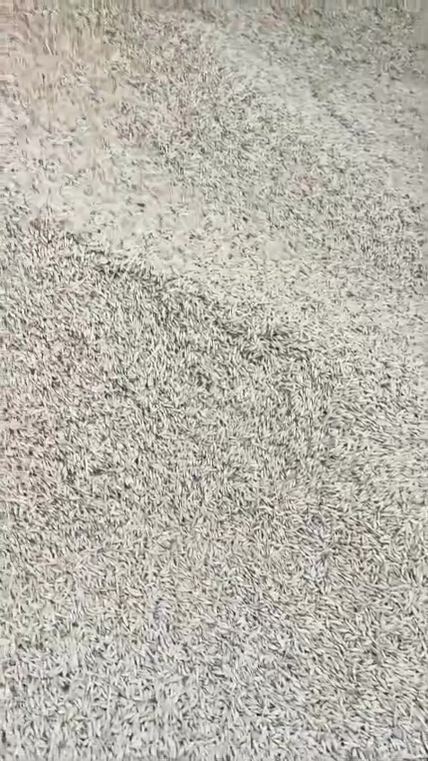 شعير • كمية مفتوحة • طريق الدوايه نصر