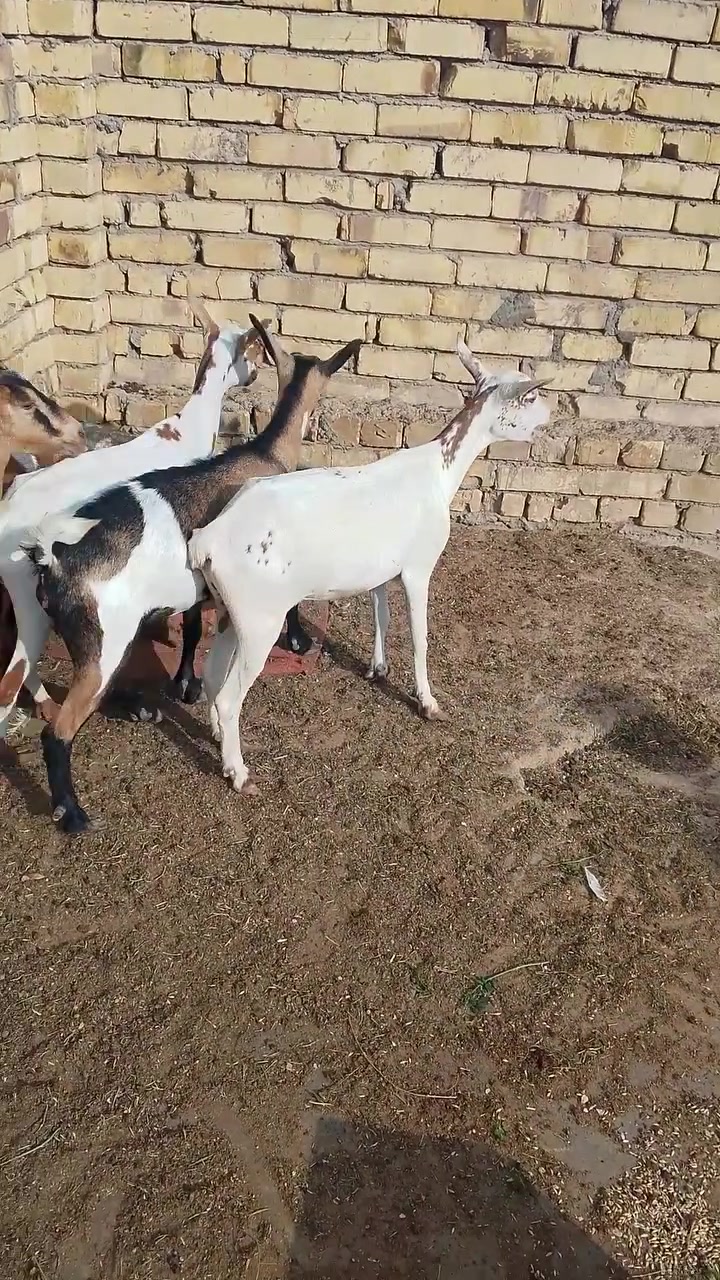 نعاج نثايه • ماخذات فحل • توصيل