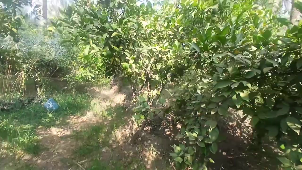 السلام عليكم دار مساحته ٢٠٠متر طابو زراعي مع بستان نصف دونم بيع او مراوس بيت كافه الخدمات تبليط ماء كهرباء موقع بعقوبه السوامره جبينات خلف مشتل البنفسج  ***********
