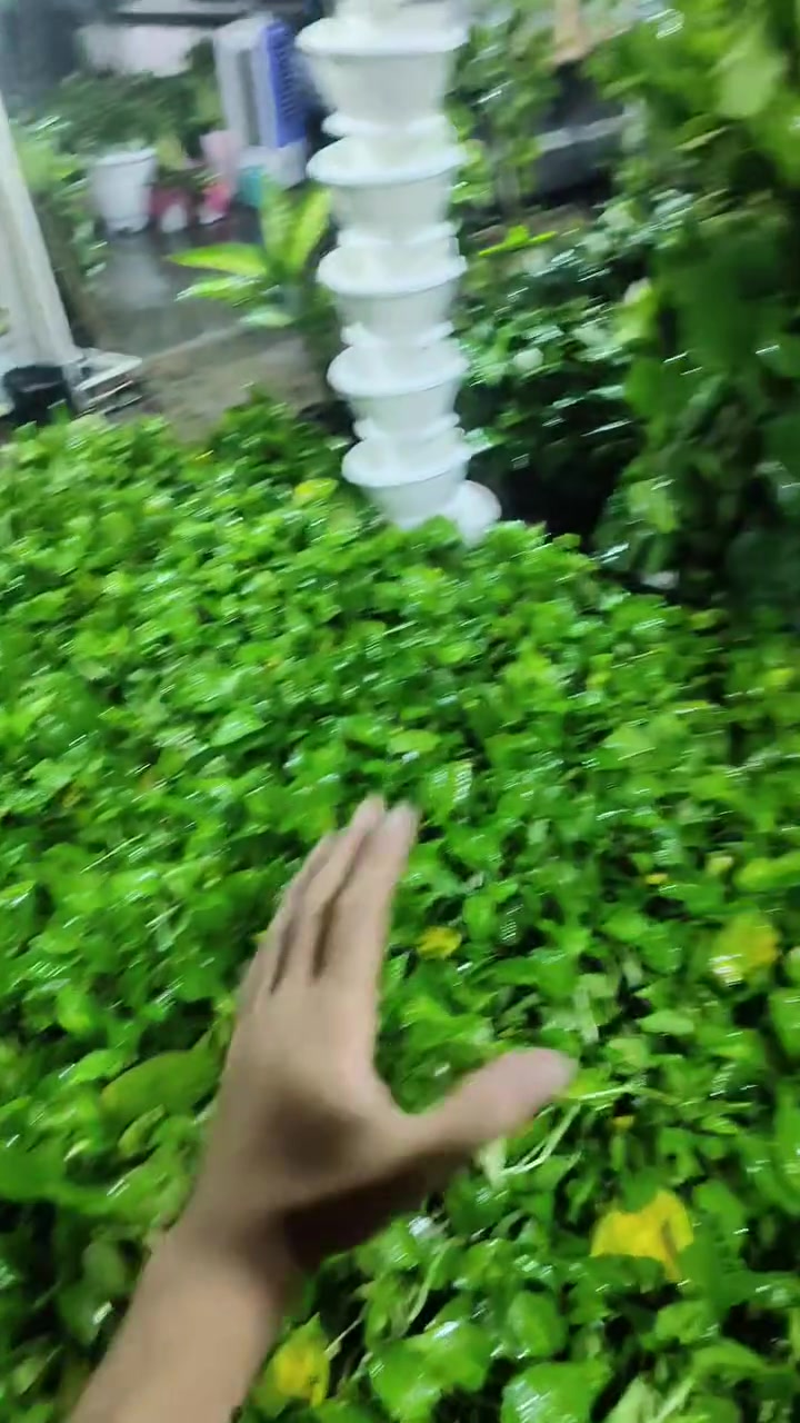 اللبلاب 🍃 ب 3 بس 🔥🔥🔥
العنوان: حلة حي الصحة شارع كورنيش
للتواصل ضرغام : ‏‪***********‬‏
https://maps.app.goo.gl/MrkK44hPhZ3qJYfC9
