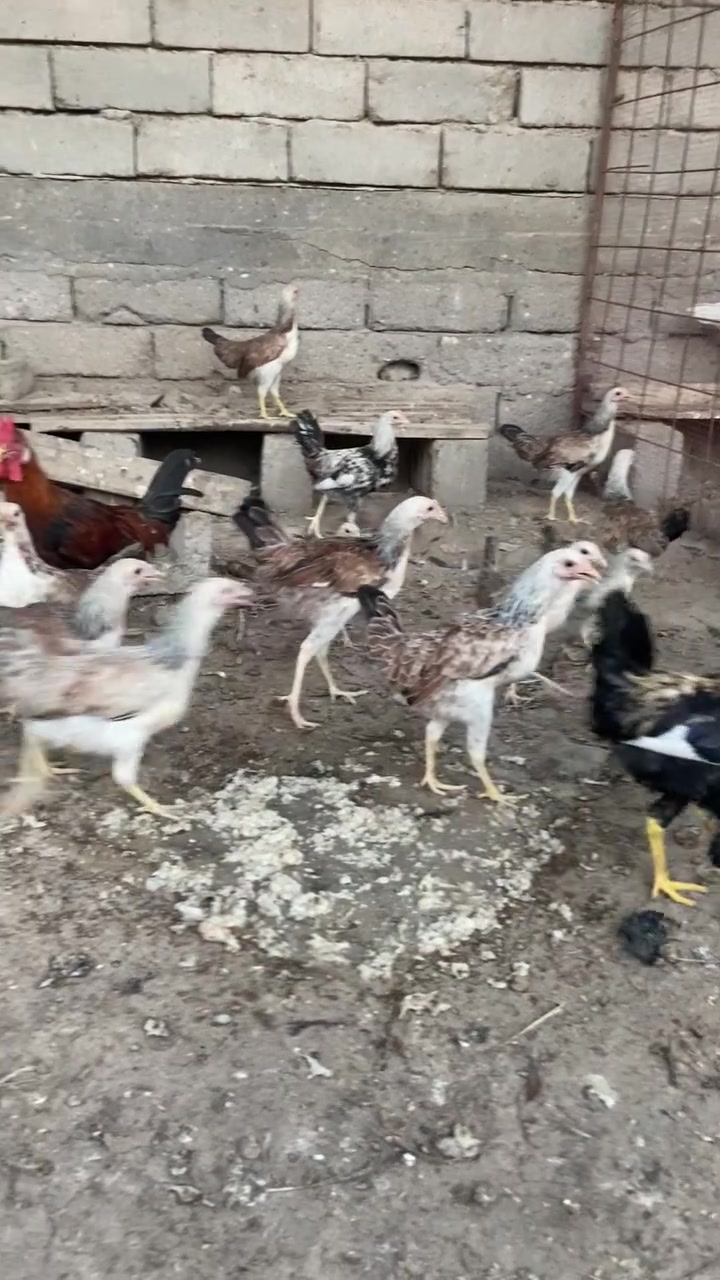 السلام عليكم دجاج للبيع  دجاج مال بيت ولله  المكان البصره القرنه التفاصيل  خاص @*********** @
