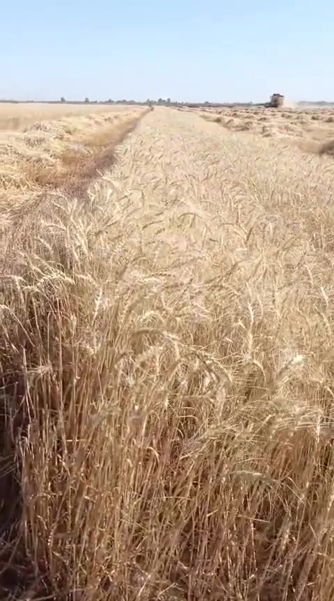 حنطه • بذور بنت المغلف • الحويجه