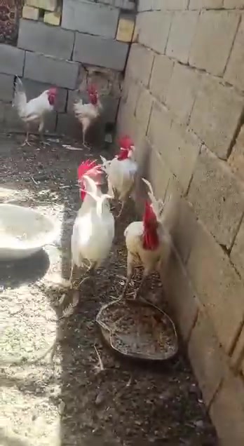 ديوجه • زوج • ذي قار الفجر