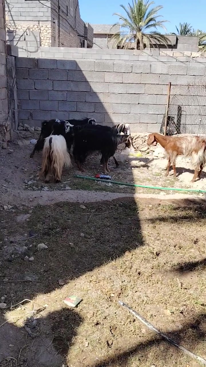 متاح 7 معزه بيهن اول وبيهن ثاني وثالث ناصحات ومحنيات عل حض راعيهن وعل كل عيب سعر  الزوج 475 وبيها مجال المكان الانبار حديثه الاتصال عل الارقام ***********
***********
