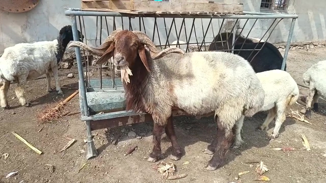 جبش حرجي • خشان • مبدل ٦ سنون