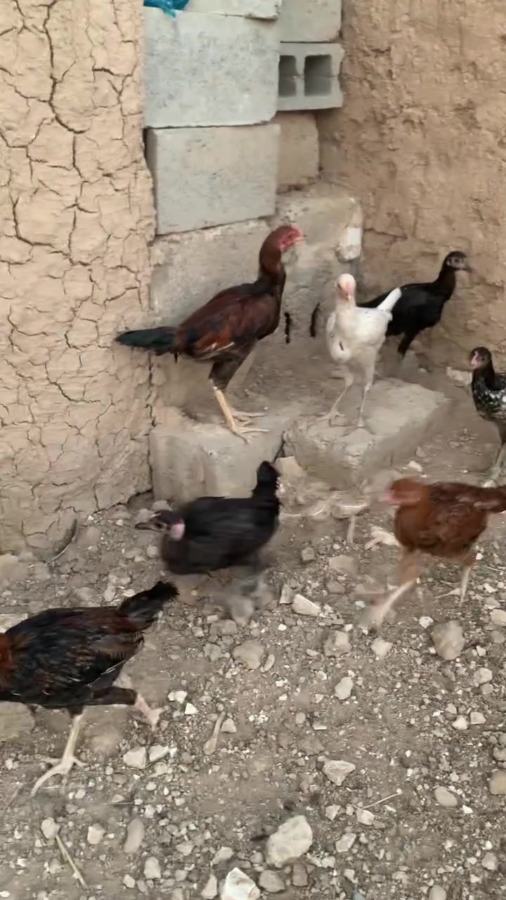١٠ باڕ • دوو ڕەگ • كوردی سعریان
