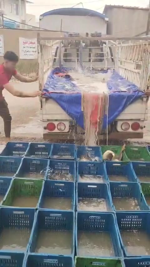 علوه اسماك زوزو وصلتنا وجبه اسماك درجه اولى مال داقوق كيلو بدون شوي 5000 مع شوي كيلو ب 6500خدمت توصيل موجوده كل بعقوبه عنوان ديالى بعقوبه مجاور قاعه بيانو  هذا ارقام الحجز *********** ♧☆ ***********
