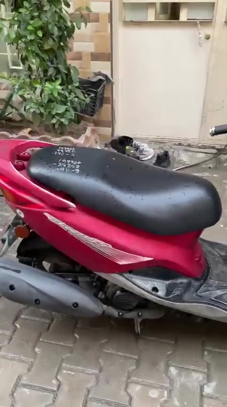 بريز • بغبغاء • شهرين