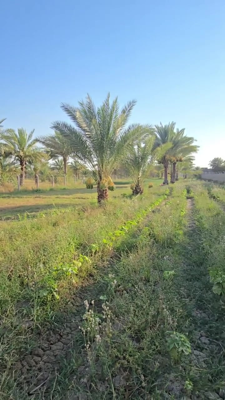 دونم و ٥٠٠ م للبيع 
طابو زراعي سند ٢٥
حله /// قرب شارع ١٠٠ 
***********
