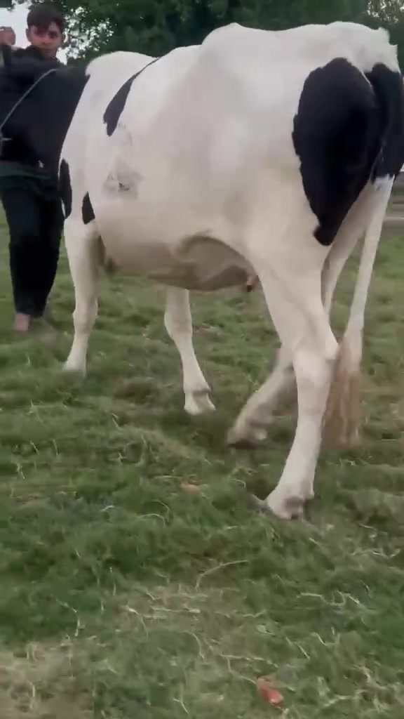 اللهم صل على محمد وآل محمد بجر جايبه بطنين وعليهه حشار 5 أشهر مكفوله كافة شروط الجني المكان بابل الشوملي للاتصال *********** بي واتساب ***********
