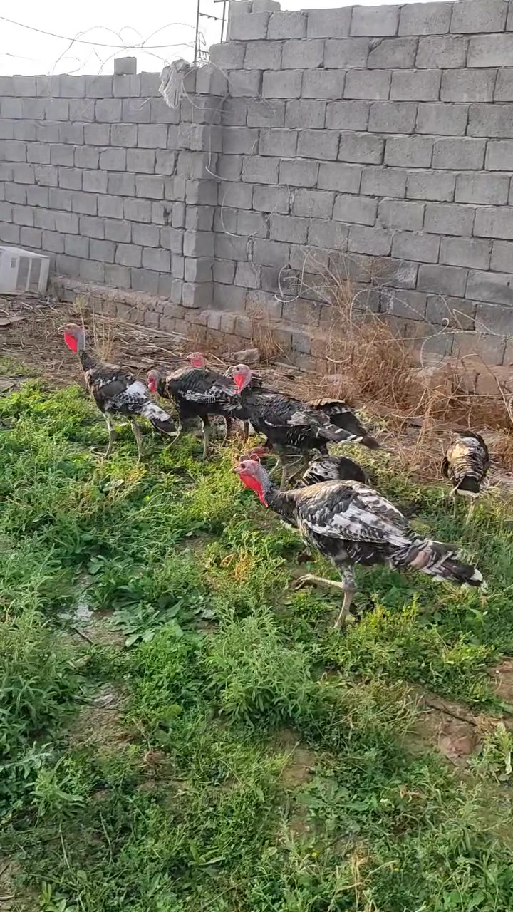 بصرة • عدد٨ • ٧ أشهر
