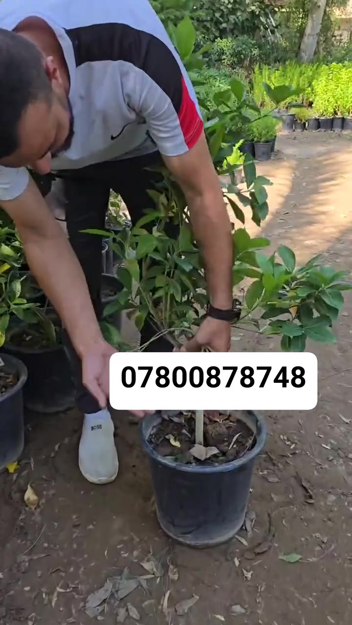 عطر بغدادي أصيل في بيتك! 🌸✨
​الملكة وصلِت.. الكاردينيا العراقية الحجم الملكي الكبير!👑🌱
​لأن بيتك وحديقتك يستاهلون التميّز، وفرنالكم أشجار كاردينيا عراقية "أمهات" بأعلى جودة، مأقلمة ومرباة بامتياز، وجاهزة لتزيين ممراتكم وجلساتكم بأجمل إطلالة وأقوى عطر فواح يتردد بالروح. 🍃😍
​​🔥 العرض الأقوى لفترة محدودة جداً! 🔥
​💵 سعر القطعة: 22 ألف دينار فقط!
🚚 التوصيل: مجاني بالكامل لجميع محافظات العراق (من الشمال للجنوب)!
​📥 للطلب والاستفسار:
​📲 مراسلة الصفحة مباشرة
📞 أو الاتصال بنا على الرقم: ***********
​الكمية محدودة جداً.. احجز قطعتك الآن وخلي عطر الطبيعة يملي بيتك! 👇

​#مشاتل_العراق #الكاردينيا_العراقية #أشجار_زينة #كاردينيا_أمهات #حدائق_العراق #زراعة_منزلية #نباتات_ظلية #توصيل_مجاني #بغداد_البصرة_الموصل #أربيل_النجف_كربلاء #تنسيق_حدائق #عشاق_الزراعة #ترند_العراق
