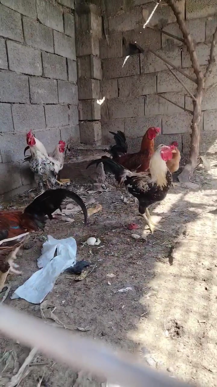 ديوجه عرب