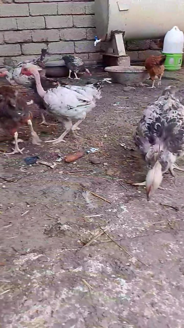 فراريج مسقووف   عمر من  6  اشهر لي7  فراريج سلطاني عمر 4 اشهر    5 تك بطات رصاصي وزوج احمر بطات   خابر ونتفاهم ***********
