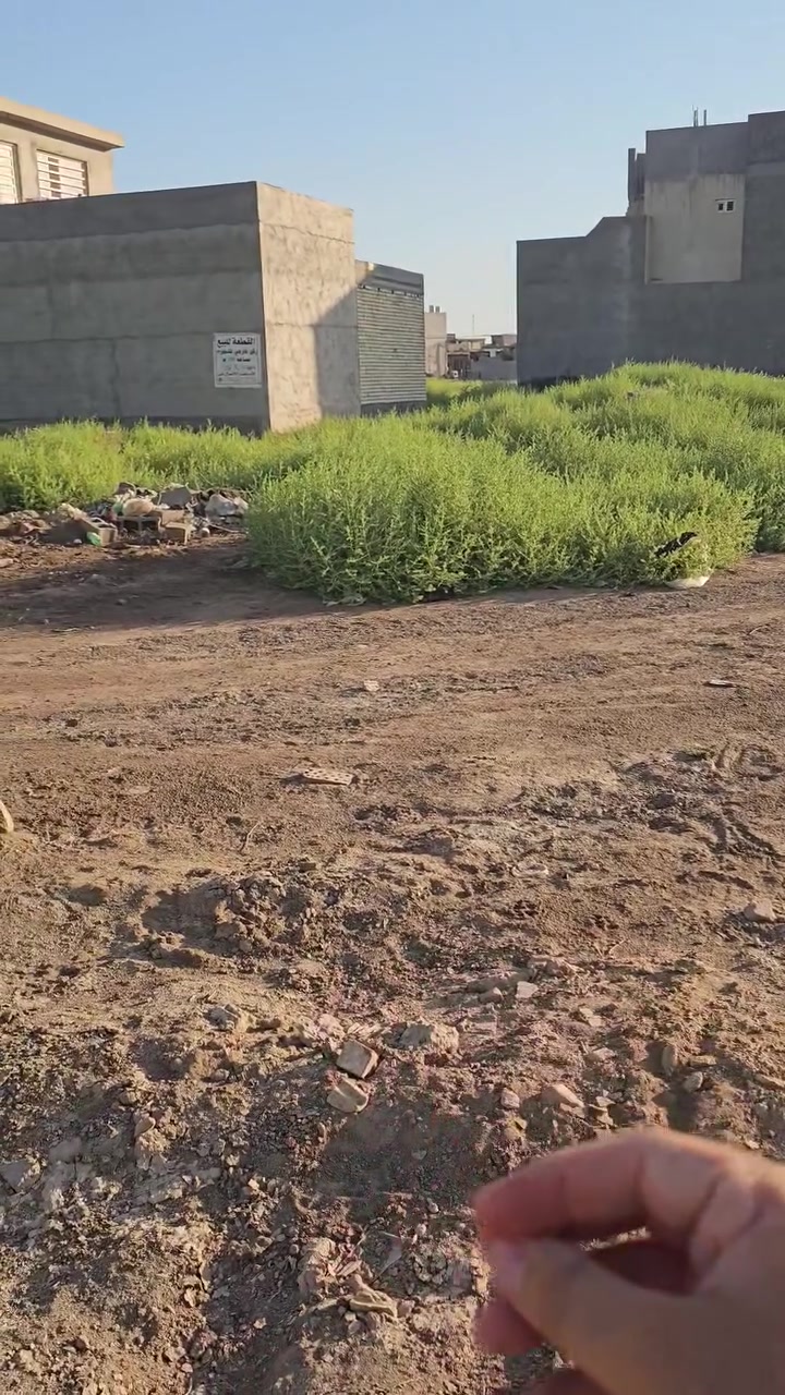 للبيع قطعه ركن خارجي تشجير زنجيل مربعه مساحة ١٠٠ متر بسعر اخو بلاش شراي يتصل رقمي *********** لحد يعلق و لا يراسل شراي يتصل مباشر اني صاحب القطعه
