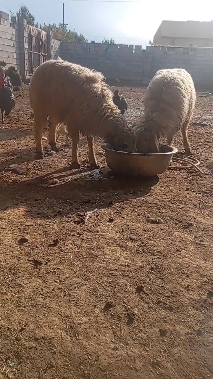 سلام عليكم زاج طليان بقم مكان صلاح الدين دجيل مدخل مطعم ناعور خمس طوير ***********
