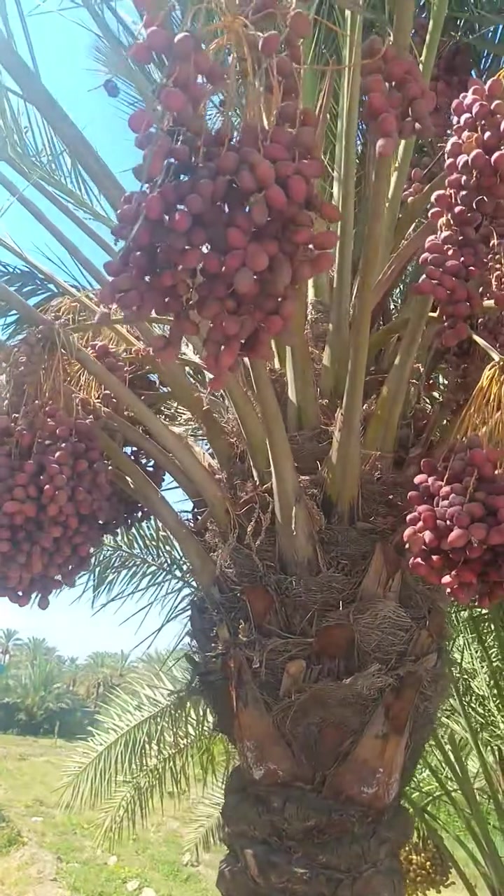 بسم الله الرحمن الرحيم 
يتوفر مجهول بكل الحجام 125 الف كذلك
 يتوفر فسائل بلگه سعر 50 الف فقط 
يتوفر  بريم.  سعر الفسيله 35  الف 
يتوفر ام البلاليز سعر الفسيله 75 الف
يتوفر مكتوم سعر الفسيله 50 الف
ملاحظه يوجد توصيل لجميع محافظات العراق للتواصل الاتصال او واتساب على الارقام الإتيه ***********//***********
