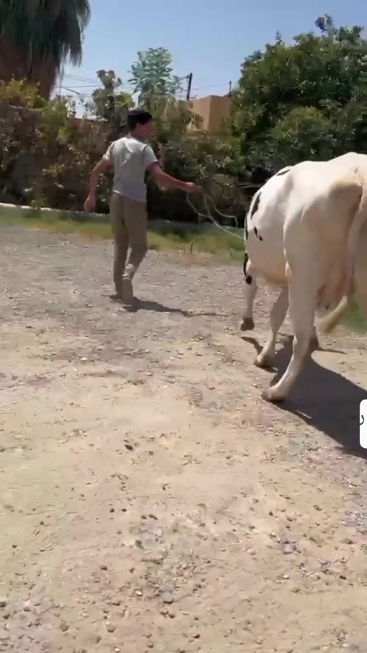 سلام عليكم بجر أول بطن والده ورآها حوليه عل كل عيب حليب خير من الله وشرط الدسامه السعر خاص الاستفسار على هذا رقم *********** العنوان ناحية الزاب ملاحظة يرهم مراوس بحلال

