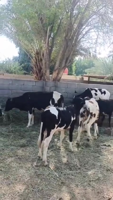 عجول فحله    شرط، الصحه, فريزي، العدد ،, 7
سعر ، الواحد، 1,800 وبيهن  مجال بسيط للشراي رجاء اخوي لحد يعامل بالمنشور   

العنوان الكوت  

***********بيه  واتساب 

***********
