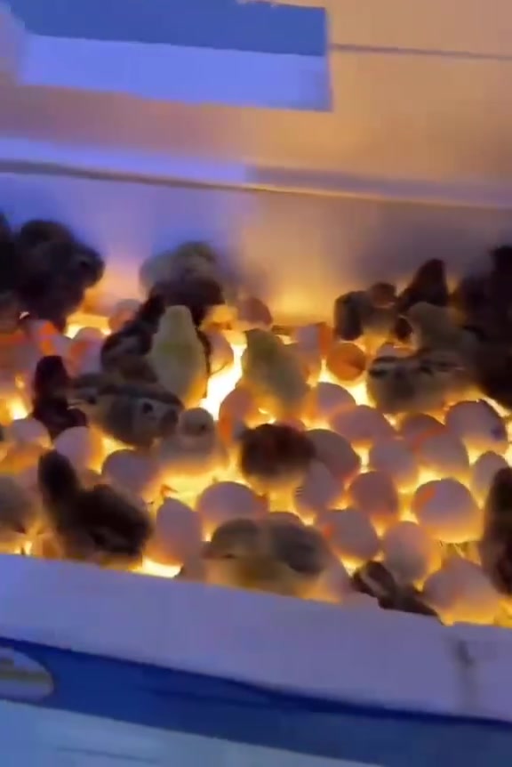 بسم الله الرحمن الرحيم 🙏🙏
ابدي مشروعك من الصفر ويانه فقاسات للبيع 🐣🐣
تفاصيل الفقاسه 
تشتغل بربع الامبير 
تشتغل عل يوبي اس عل عاكسه عل باتري
سعرها 85 الف توصيل مجاني لجميع المحافظات
تحمل من 100 الى 120 بيضه 
نبقى وياكم للتفقيس 🐣🐥
للحجز تواصل واتساب *********** وتدللون 🐥🐥#الجميع
