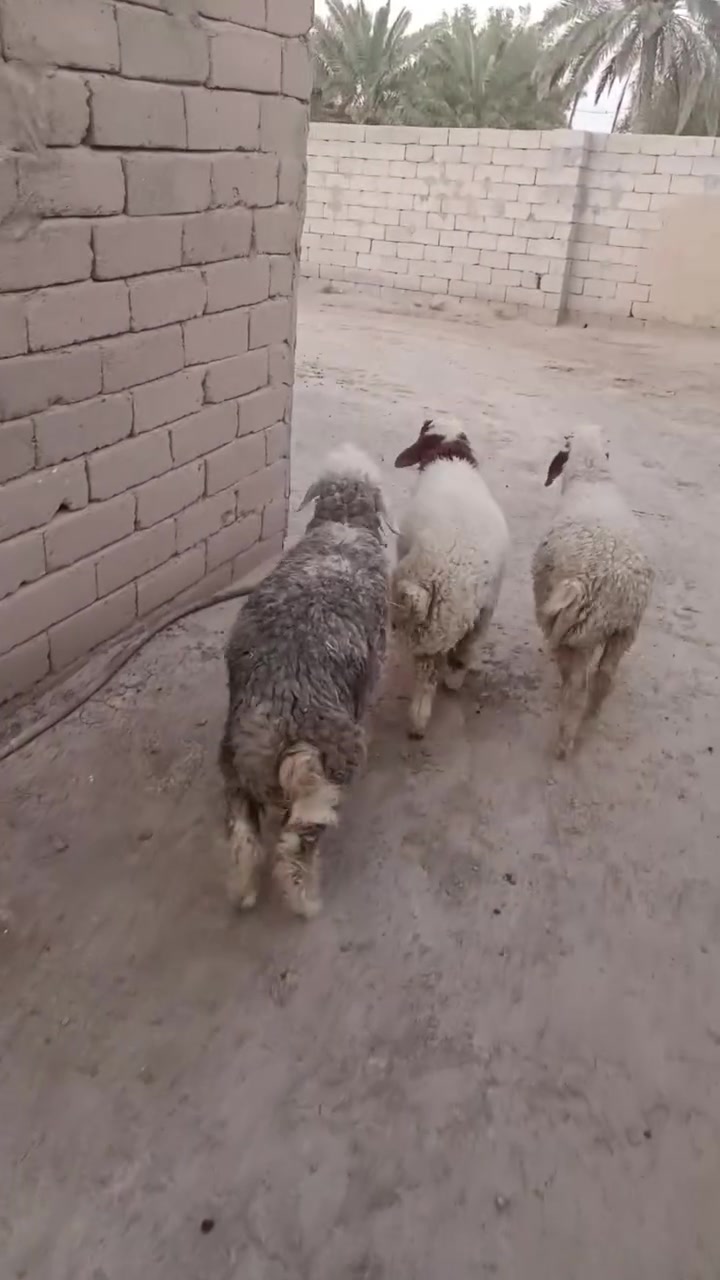 ذكر وفطايم ٢ طليان أسمان وصاحيات اذا شلع على ٢٧٠ الواحد وإذا تفاريد على ٢٨٠ ناصرية البطحاء توصيل ماكو الشراي يتصل ***********
