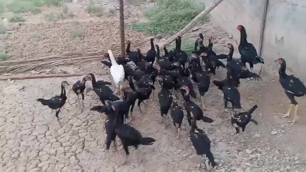 السلام عليكم 
متاح دجاج هراتي فراريج
العدد ٤٠
الاون اسود
ضخمات 
دجاج واحد على واحد
دجاج درجه اولى 

الرقم ***********
العنوان بغداد جسر ديالى تقاطع النهروان
