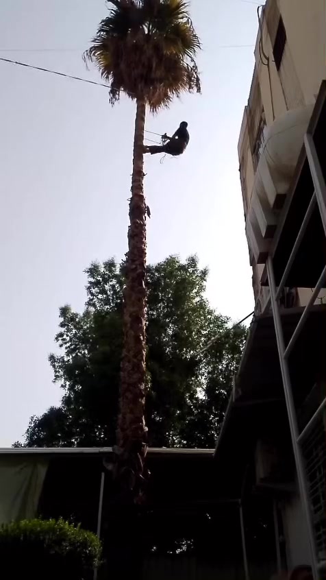 قطع أشجار • تنظيف نخيل • تقليم نخيل