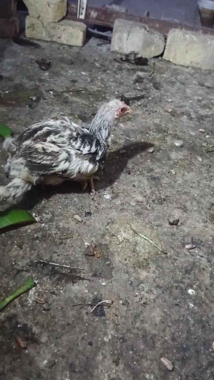 زوج • بورسلين • الكرنه