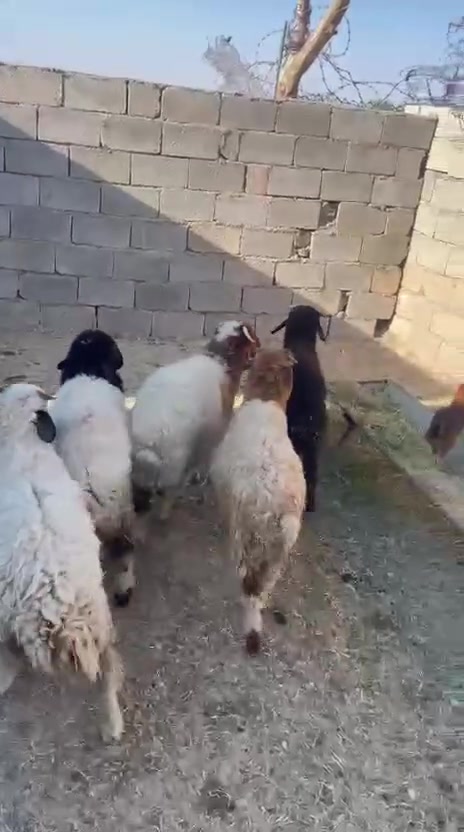 السلام عليكم 
اخوان متاح 6 طليان معالفات وملقحات كافه القالحات وشرط النصاح المكان   قريه جريجب  مكلف بالنشر التواصل مع صاحب الرقم***********
