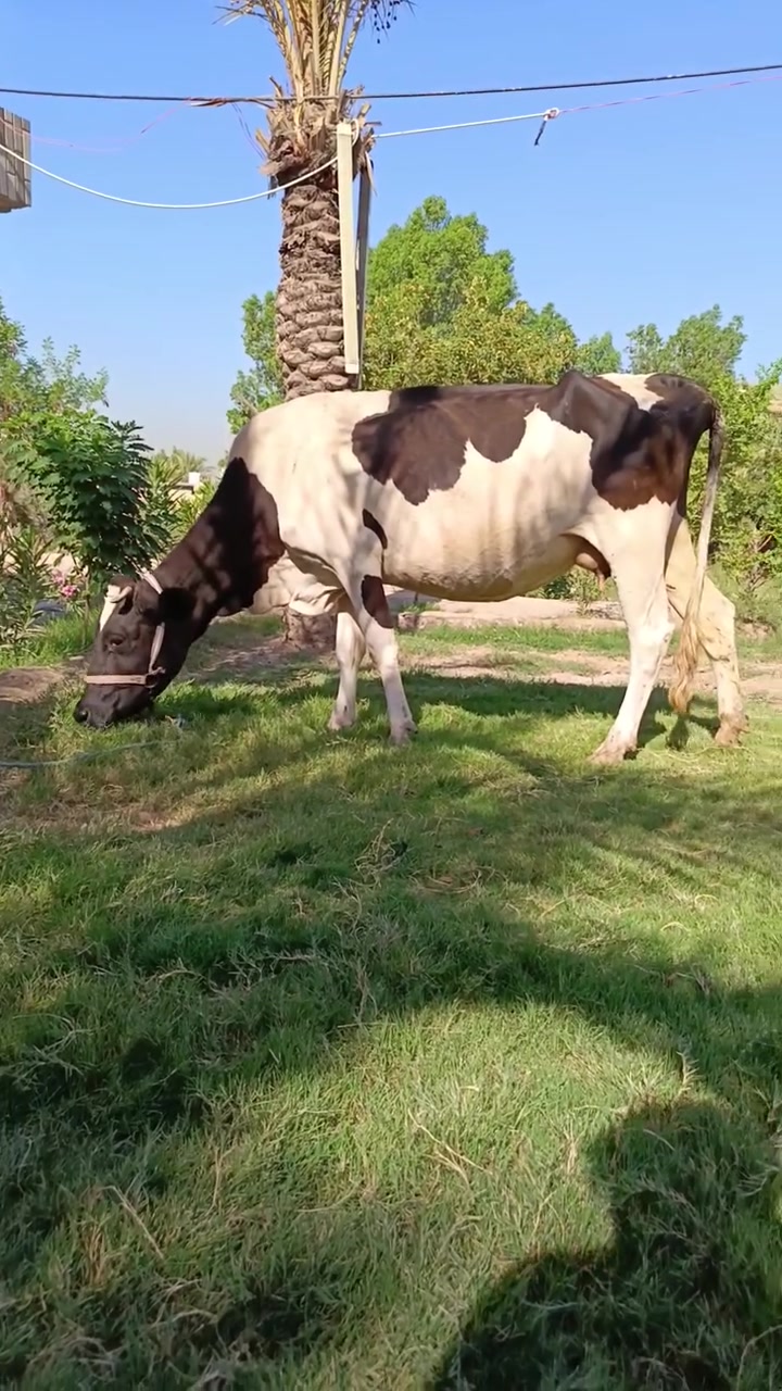 سلام عليكم دابه ثالث بطن وراها بجر فريزيه درجه اوله وشرط الصحاء دابه مال جني حلوه وناصحه العنوان بابل القاسم السعر 2550وبيه مجال حك الجيه الرقم ‏‪***********‬‏ @إشارة

