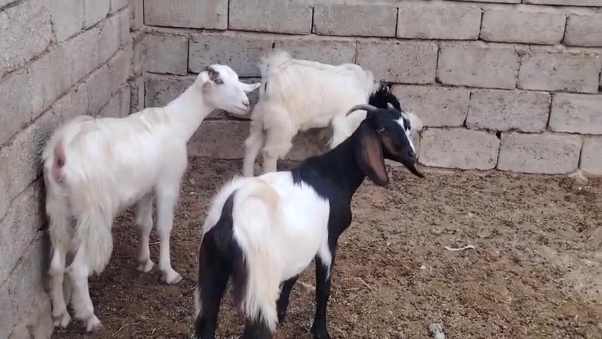صخلات • عدد ٢ • صلاح الدين بيجي