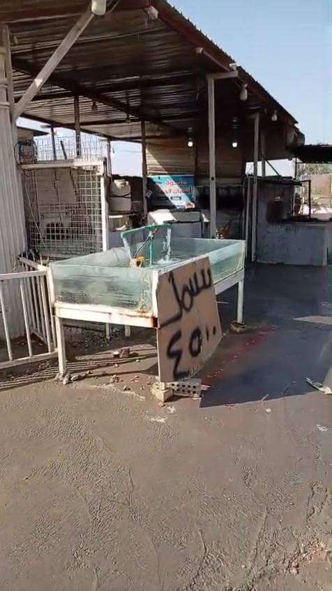 عنوان محاويل شارع العام نزله خنفاره علوه اسماك الخفاجي سمج اسود قفاص ب٤٥٠٠ والله بلاش
خل ياكل لفقير
***********

