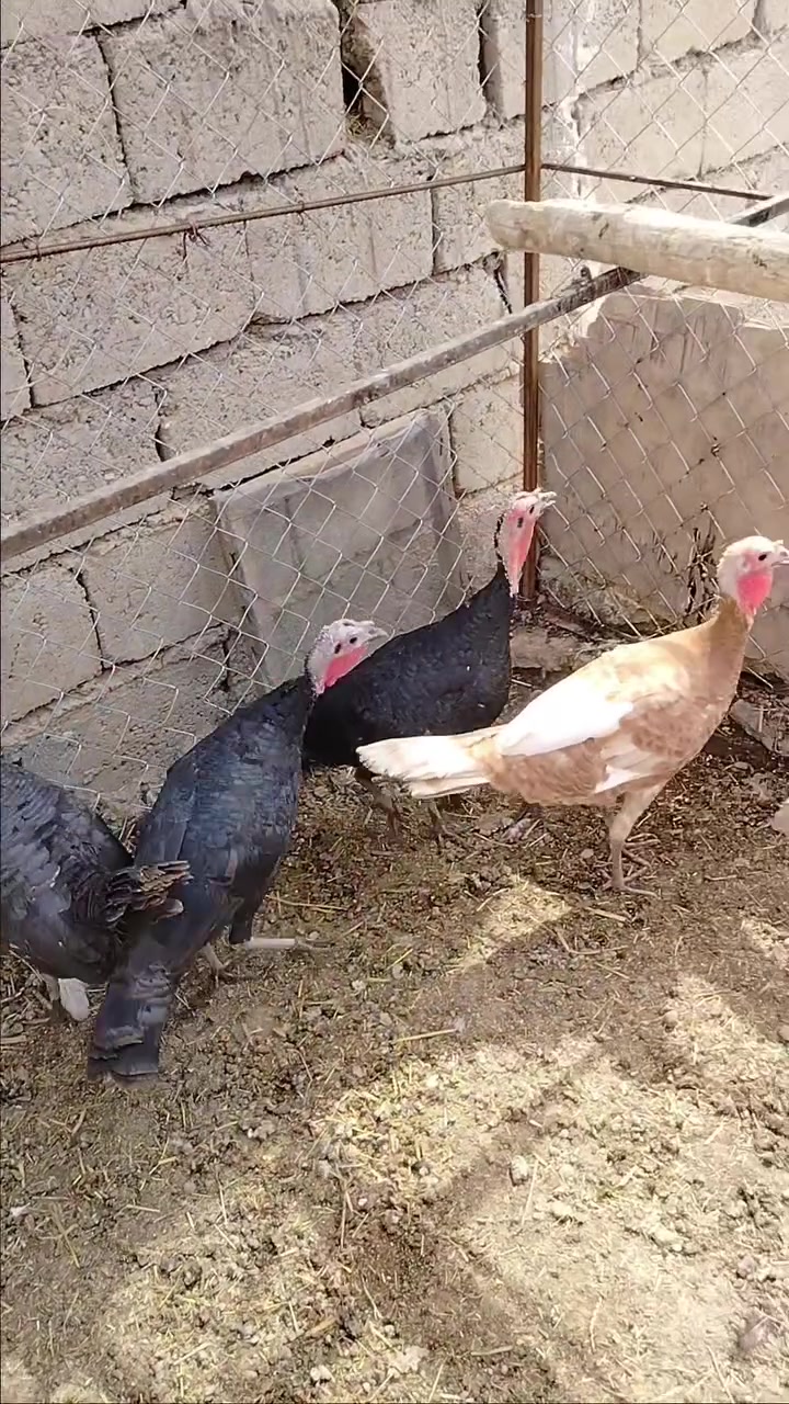 السلام عليكم
يوجد شيش للبيع نضيفات وملقحات مثل ما موضحات بالصوره الاستفسار على الرقم ***********
