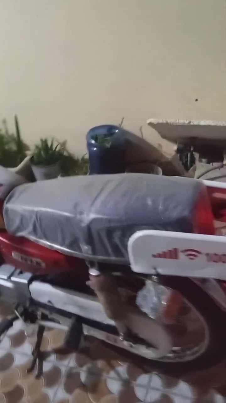 دراجه للبيع نامه امتياز موديل26 دراجه نضيفه خير من الله ما ناقصه اي شي اوراق كرتونيا السعر650اوبيه مجال قليل 
خاص ما متواجد رقم ***********
