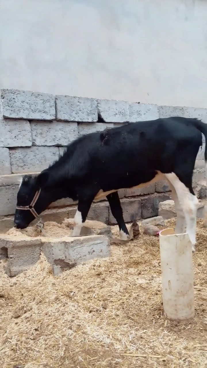 فول • سمينه • اسديره وسطى
