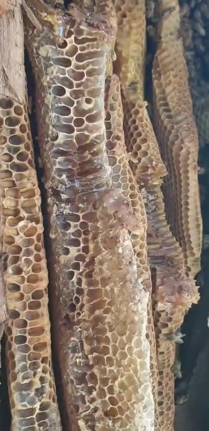 هەنگوینی دەرەجەیەک
دۆزراوەی شاخ
ئەسڵی بە هەموو شەرتێک
بۆ پەیوەندی ***********
***********
