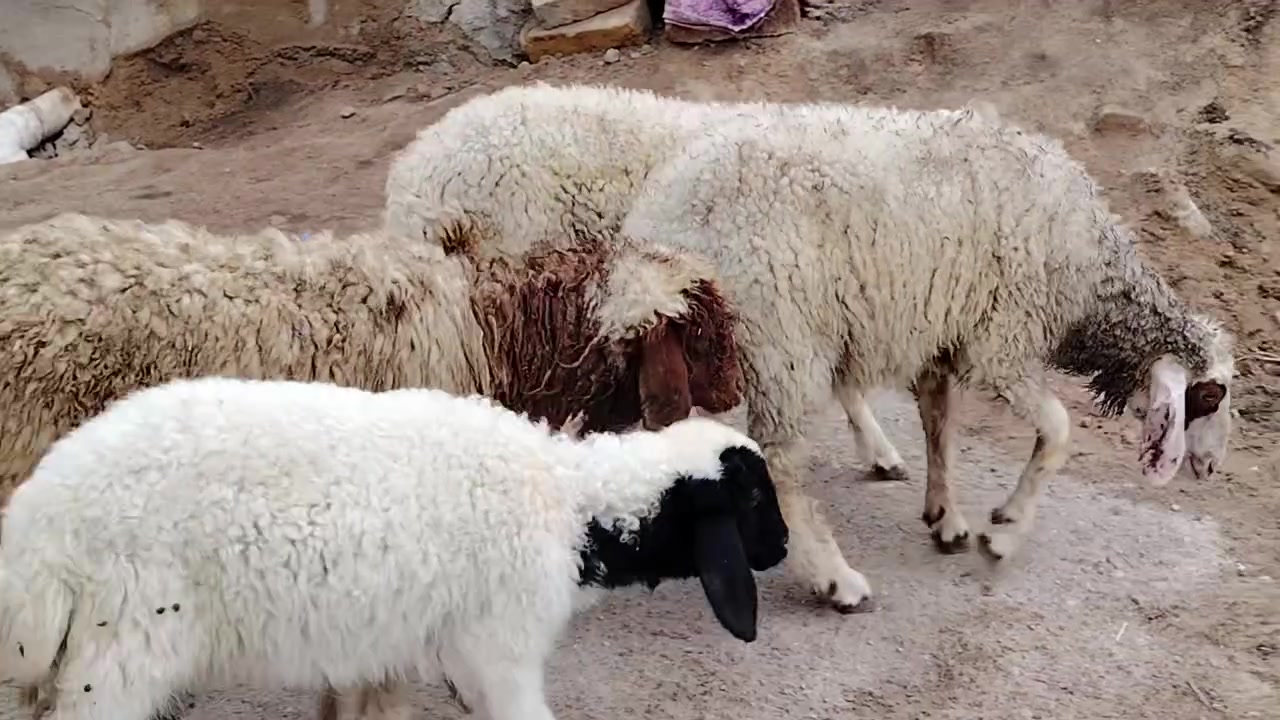 طليان نثايه • ٤ • الديوانية الشامية